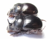 Catharsius sp.  India - INSECTS-STORE.RU