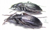 Carabus (Morphocarabus) odoratus melleus?, pair  Russia, Burjatia reg. - INSECTS-STORE.RU
