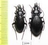 Carabus (Morphocarabus) odoratus melleus?, pair  Russia, Burjatia reg. - INSECTS-STORE.RU