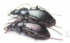 Carabus (Morphocarabus) odoratus melleus?, pair  Russia, Burjatia reg. - INSECTS-STORE.RU