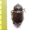 Dynastinae sp.  South Africa Rep. - INSECTS-STORE.RU