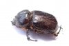 Dynastinae sp.  South Africa Rep. - INSECTS-STORE.RU