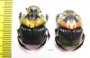 Phanaeus imperator, pair  Argentina - INSECTS-STORE.RU