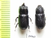 Sinodendron cylindricum, pair  Russia, Krasnodar reg. - INSECTS-STORE.RU
