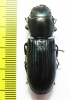 Temnochila colossus  French Guiana 41mm - INSECTS-STORE.RU