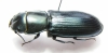 Temnochila colossus  French Guiana 41mm - INSECTS-STORE.RU