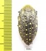 Julodis chevrolati ssp.1  South Africa Rep. - INSECTS-STORE.RU