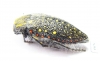 Julodis chevrolati ssp.1  South Africa Rep. - INSECTS-STORE.RU