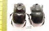 Copris sp., pair  South Africa Rep. - INSECTS-STORE.RU