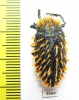 Julodis sp.  South Africa Rep. - INSECTS-STORE.RU