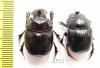 Copris sp., pair  South Africa Rep. - INSECTS-STORE.RU
