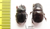 Copris sp., pair  South Africa Rep. - INSECTS-STORE.RU