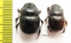 Catharsius sp., pair  South Africa Rep. - INSECTS-STORE.RU