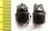 Copris sp., pair  South Africa Rep. - INSECTS-STORE.RU