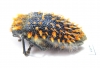 Julodis sp.  South Africa Rep. - INSECTS-STORE.RU