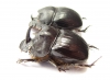 Copris sp., pair  South Africa Rep. - INSECTS-STORE.RU