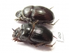 Copris sp., pair  South Africa Rep. - INSECTS-STORE.RU