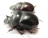 Catharsius sp., pair  South Africa Rep. - INSECTS-STORE.RU