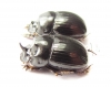 Copris sp., pair  South Africa Rep. - INSECTS-STORE.RU