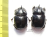 Copris lunaris  Russia, Astrakhan reg. - INSECTS-STORE.RU