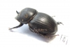 Copris sp.  Botswana - INSECTS-STORE.RU