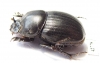 Copris sp.  Botswana - INSECTS-STORE.RU
