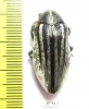 Julodis cailliaudi spectabilis  Saudi Arabia - INSECTS-STORE.RU