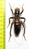 Orthoptera sp.  Zimbabwe 66mm - INSECTS-STORE.RU