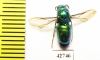 Chrysididae sp.  Kazakhstan - INSECTS-STORE.RU