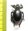 Brachyceridae sp.7  South Africa Rep. - INSECTS-STORE.RU