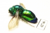 Chrysididae sp.  Kazakhstan - INSECTS-STORE.RU