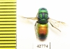 Chrysididae sp.  Kazakhstan - INSECTS-STORE.RU