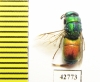 Chrysididae sp.  Kazakhstan - INSECTS-STORE.RU