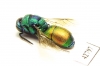 Chrysididae sp.  Kazakhstan - INSECTS-STORE.RU
