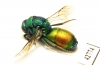 Chrysididae sp.  Kazakhstan - INSECTS-STORE.RU