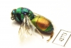 Chrysididae sp.  Kazakhstan - INSECTS-STORE.RU
