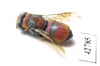 Chrysididae sp.  Kazakhstan - INSECTS-STORE.RU