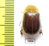 Sparrmannia sp.1  South Africa Rep. 16mm - INSECTS-STORE.RU