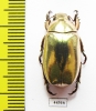 Chrysina kalinini  Panama - INSECTS-STORE.RU