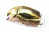 Chrysina kalinini  Panama - INSECTS-STORE.RU