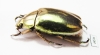 Chrysina kalinini  Panama - INSECTS-STORE.RU