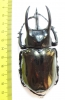 Chalcosoma caucasus janssensi  Indonesia, Sumatra 90mm - INSECTS-STORE.RU