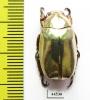 Chrysina kalinini  Panama - INSECTS-STORE.RU