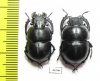 Lethrus glaber, pair  Uzbekistan - INSECTS-STORE.RU