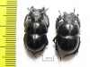 Lethrus glaber, pair  Uzbekistan - INSECTS-STORE.RU