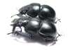 Lethrus glaber, pair  Uzbekistan - INSECTS-STORE.RU