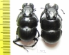 Lethrus ares, male  Greece - INSECTS-STORE.RU