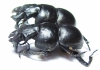 Lethrus ares, male  Greece - INSECTS-STORE.RU
