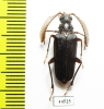 Monocladum aegyptiacum granulipenne  Saudi Arabia 19mm - INSECTS-STORE.RU