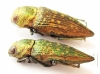 Buprestidae sp.  Argentina - INSECTS-STORE.RU